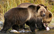 Canada-British Columbia-Chilko Explorer and Pack Trip Combo